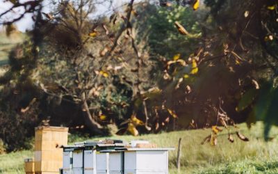 Včelie úle | © Včelí kRaj